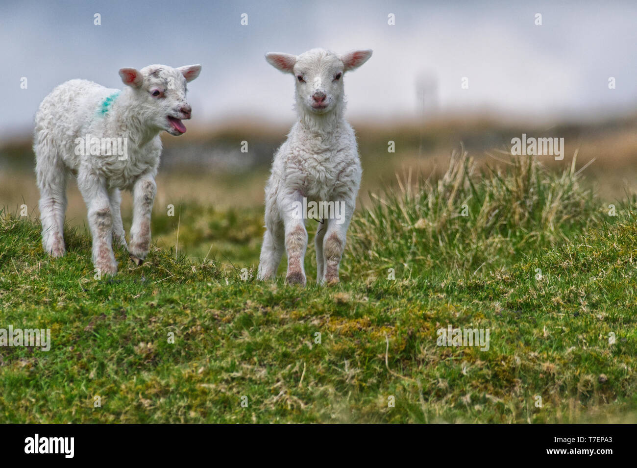 Gamboling lambs hires stock photography and images Alamy