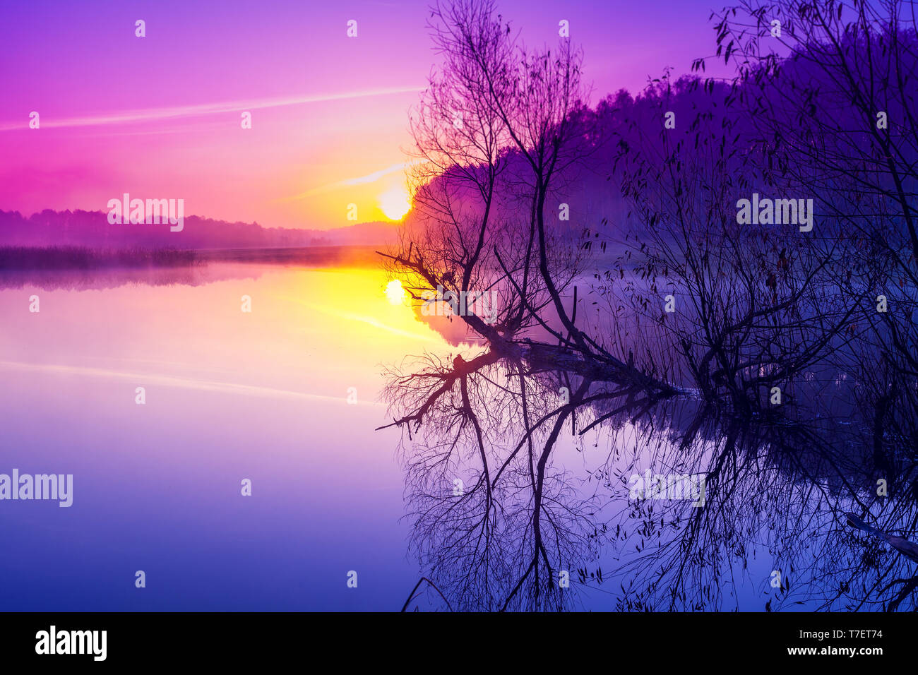 Purple sunrise over wild forest hi-res stock photography and images - Alamy