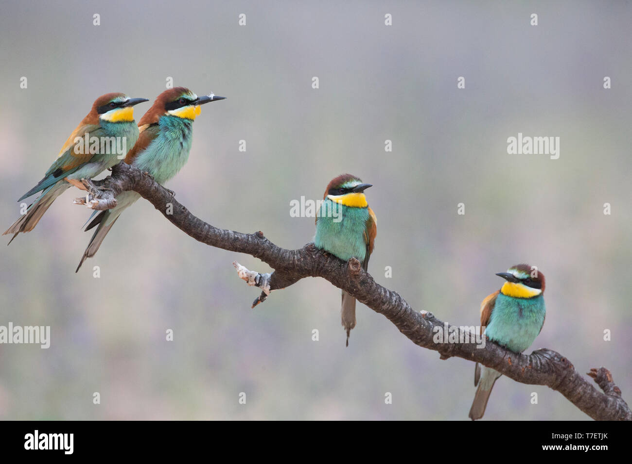 Four European bee eaters (Merops apiaster) perched on branch in breeding colony. Stock Photo