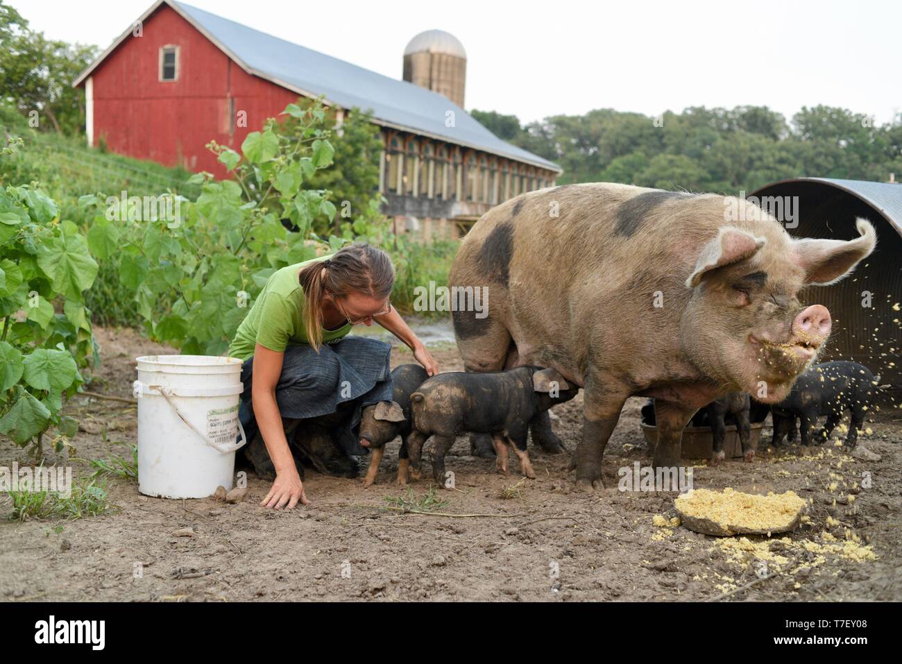 Woman farmer and catering chef on her working pig farm with Gloucestershire Old Spots (GOS), piglets are cross with Blacks, Blanchardville, WI, USA Stock Photo