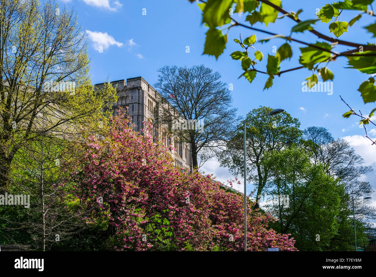 Norwich Castle, Norwich, Norfolk, England. Photographed  in the spring.  A  norman castle. Stock Photo
