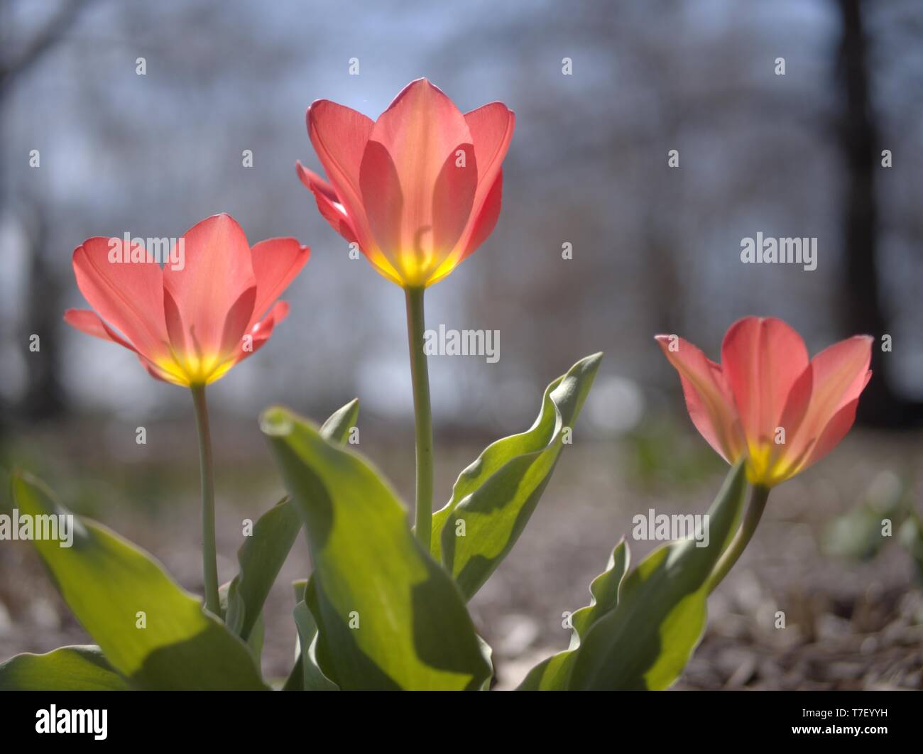 Early tulips open before the official start of the Tulip Festival, Commissioners Park, Ottawa