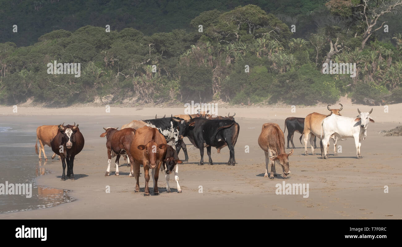 Nguni cows on the sand at Second Beach, Port St Johns on the wild coast in the Transkei, South Africa. Stock Photo