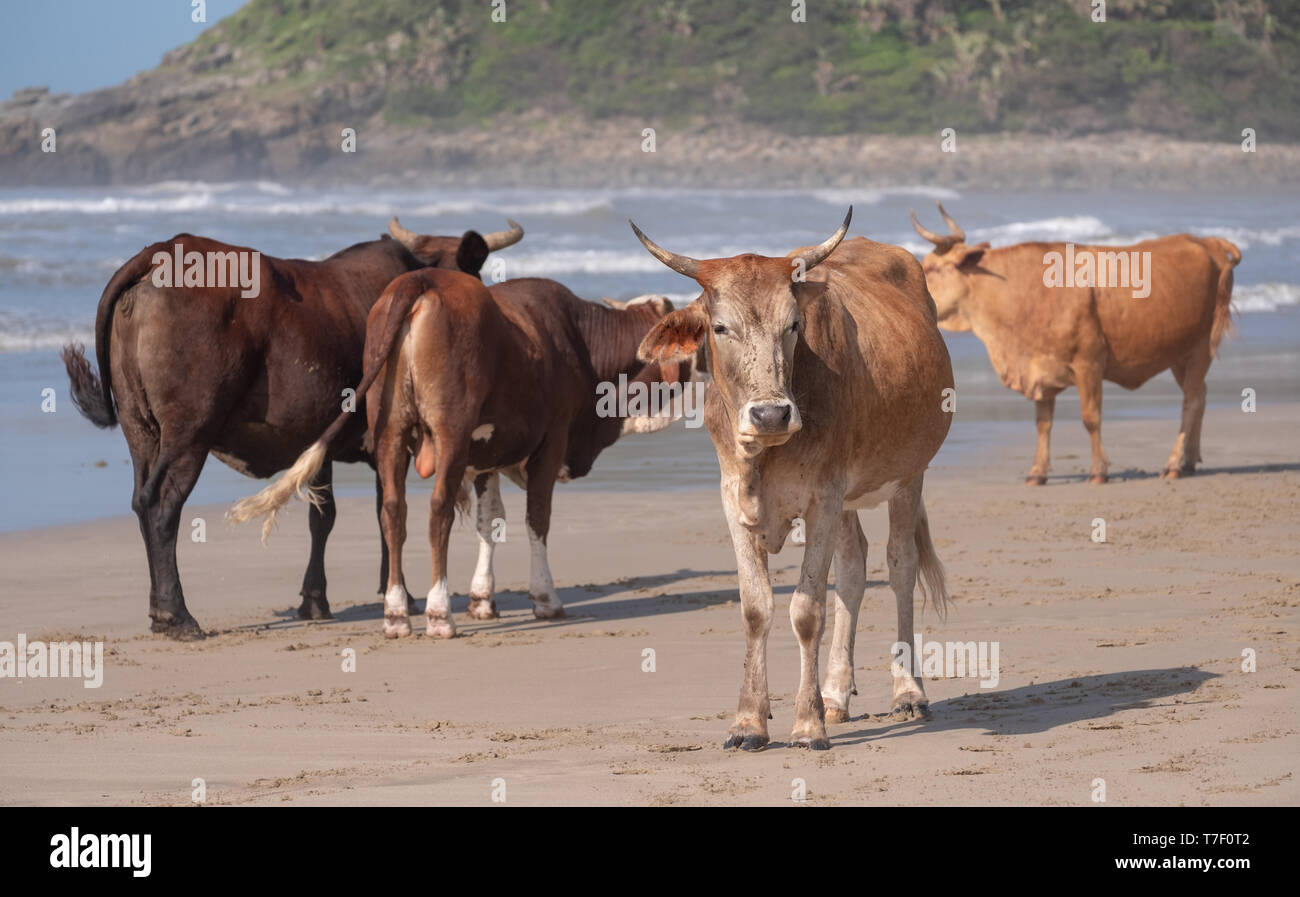 Nguni cows on the sand at Second Beach, Port St Johns on the wild coast in the Transkei, South Africa. Stock Photo
