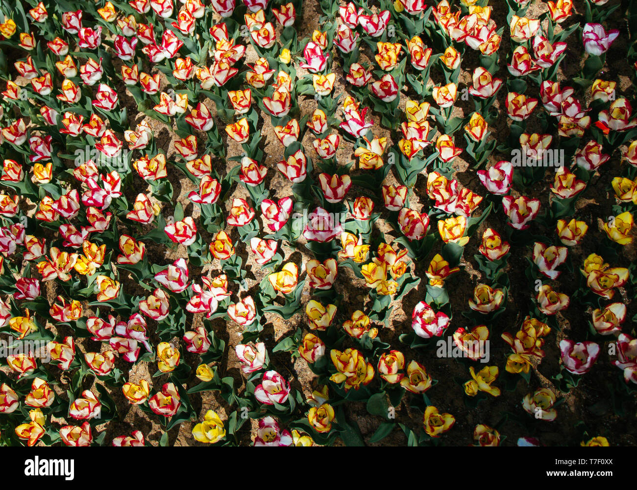 Blooming colorful tulip flowers in garden as floral background Stock ...