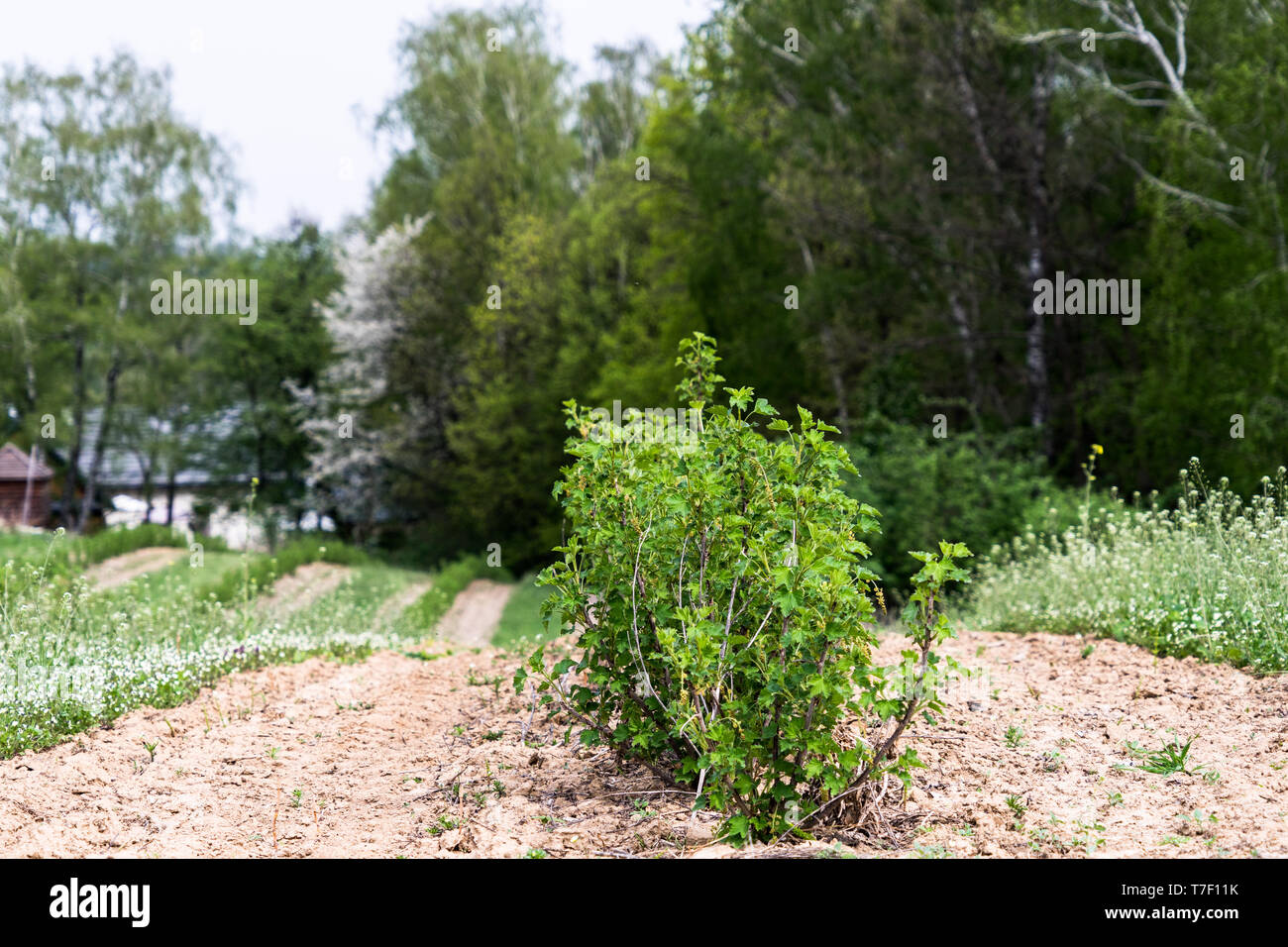 Currant Rows Blackcurrant field. Black currant is planted in rows. Black currant is ...
