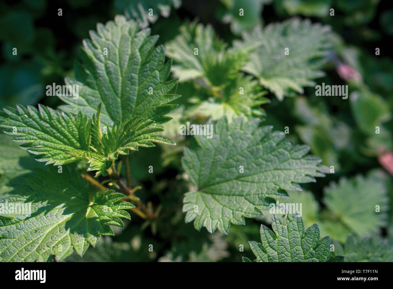 Young nettle (Urtica dioica) green leaves sunlighted. Close up on leaves. The plant has a long history of use as a source for traditional medicine, fo Stock Photo