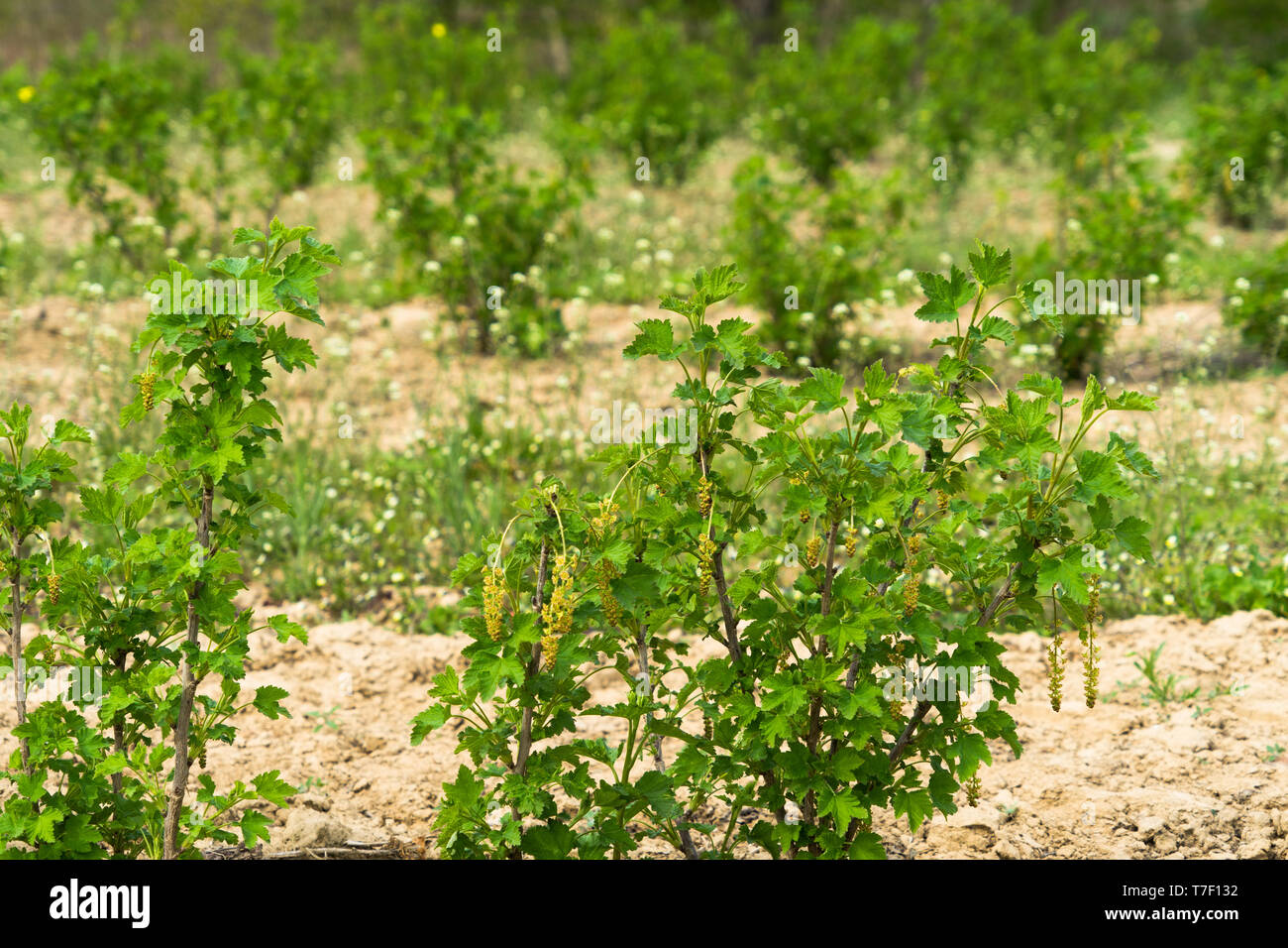 Currant Rows Blackcurrant field. Black currant is planted in rows. Black currant is ...