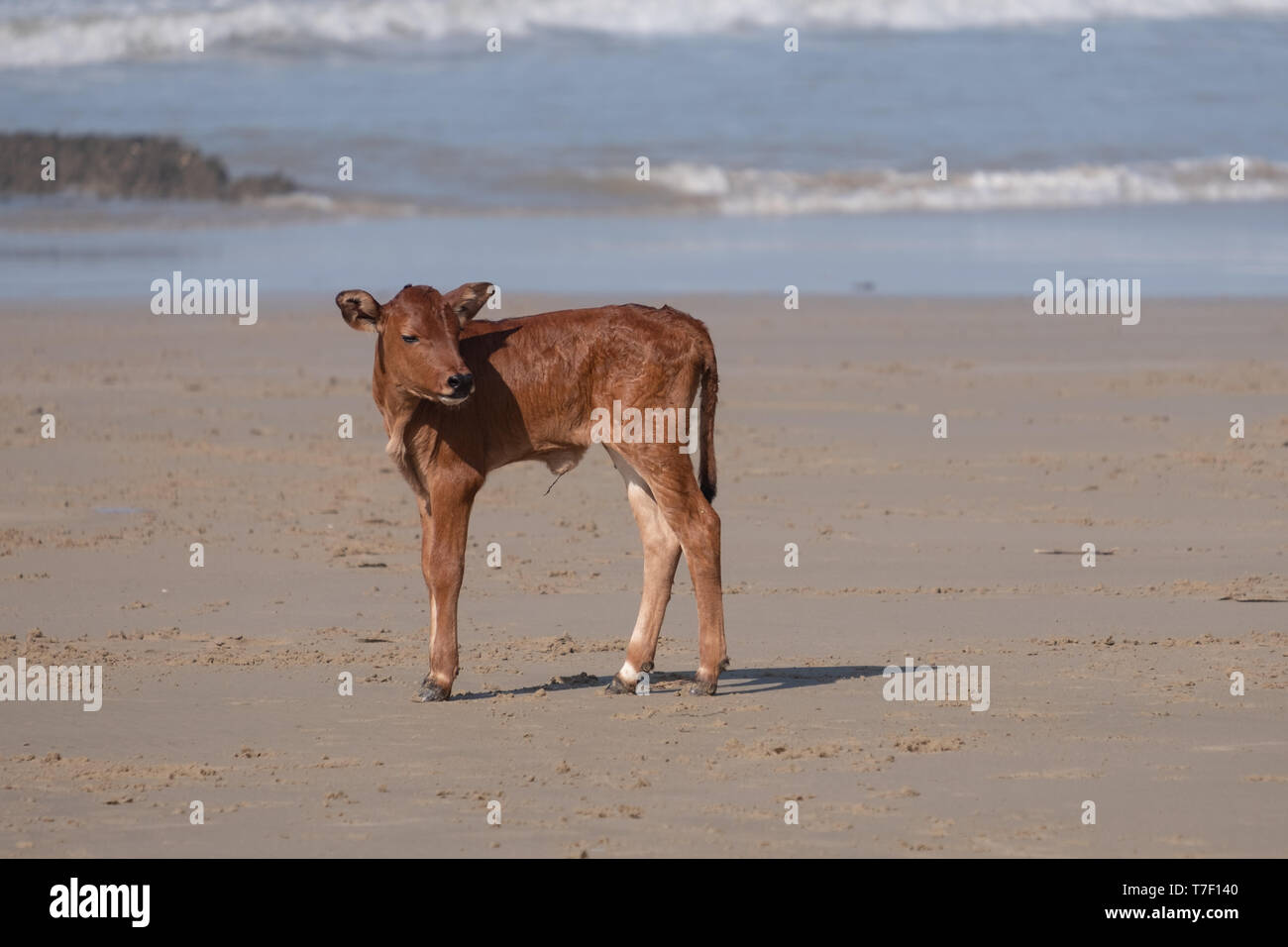 Nguni cow on the sand at Second Beach, Port St Johns on the wild coast in Transkei, South Africa. The local cows come down to the beach to cool off. Stock Photo