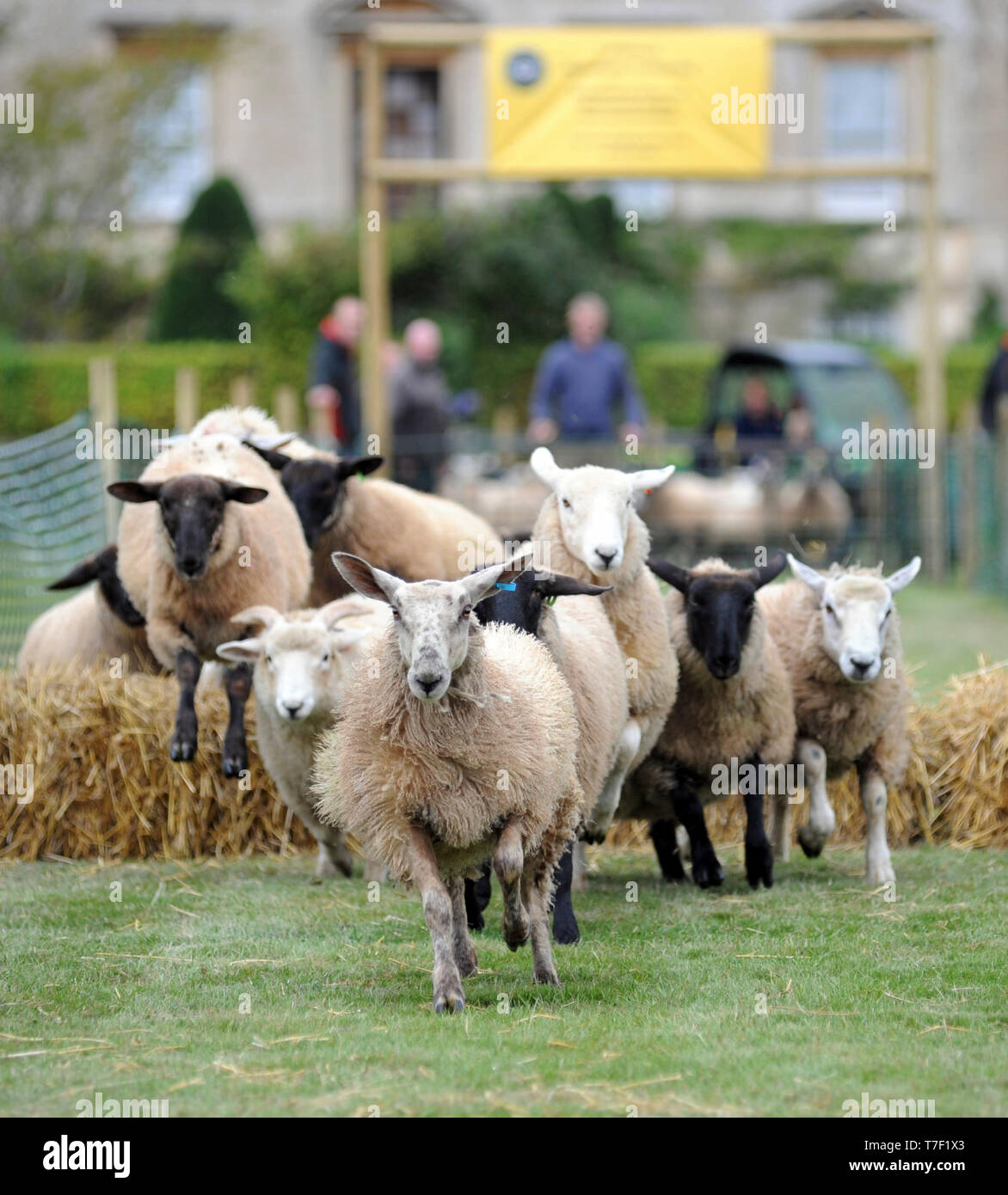 Pre picture for the Frampton Country Fayre. Sheep in training fro the ...