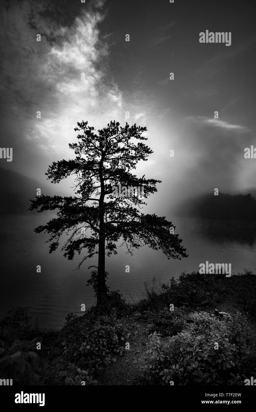 Misty Foggy Mountain Lake With Lone Tree Stock Photo