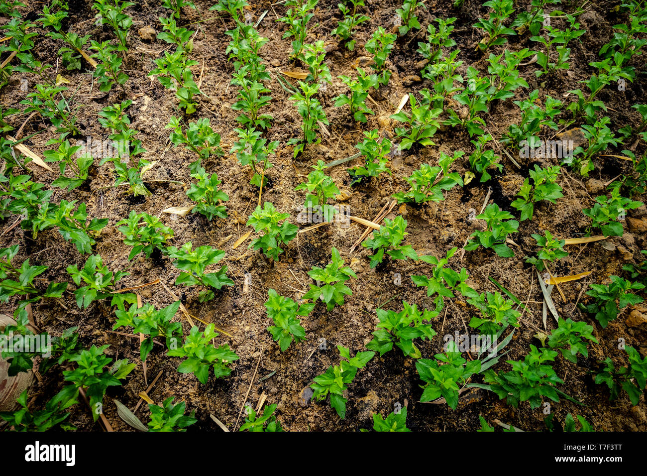 planting little tree in the garden in the row and column grid Stock ...