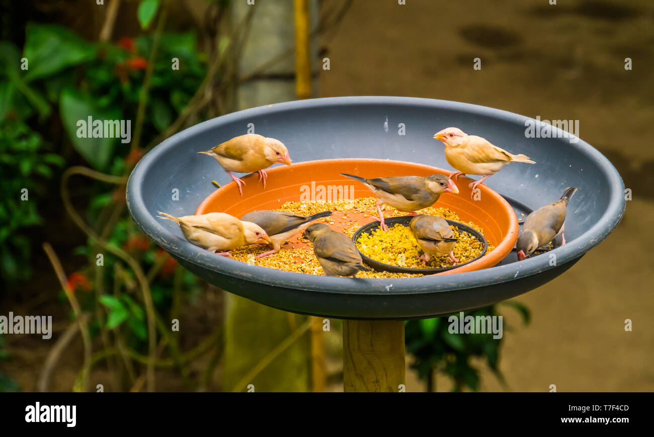 small tropical birds sitting in a feeding tray eating seeds, bird feeding solutions, keeping and