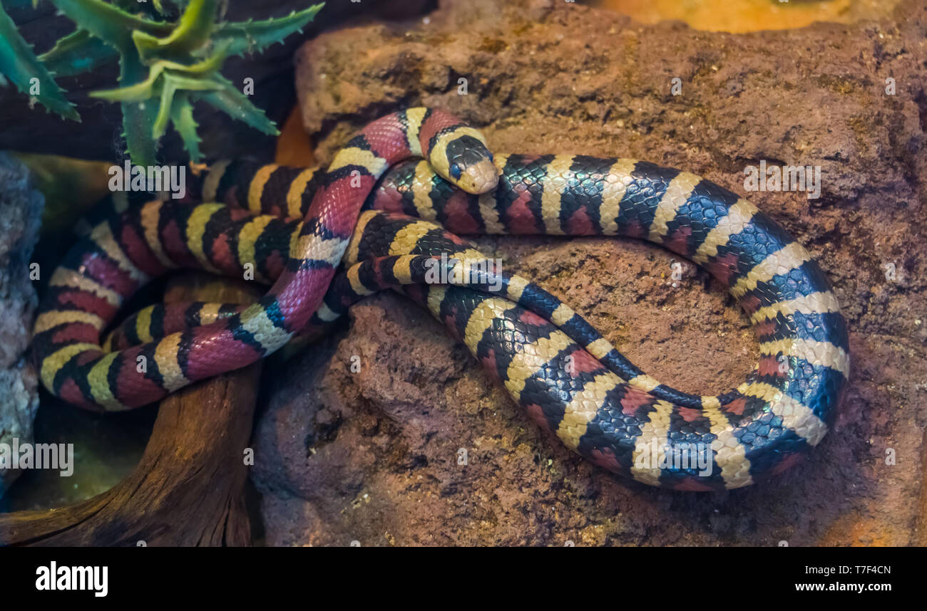 Arizona mountain king snake in closeup, vibrant colored tropical