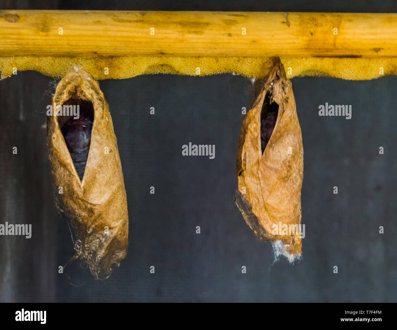 big tropical butterfly cocoons hanging on a wooden beam, insect