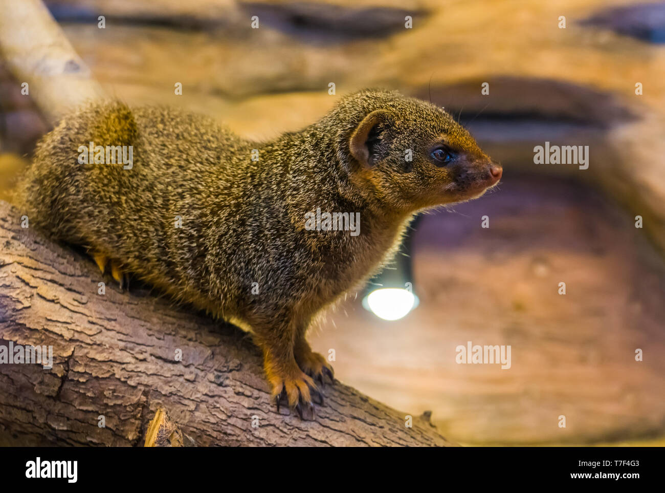 Closeup Portrait Of A Common Dwarf Mongoose Cute And Popular Pet Tropical Animal From Africa Stock Photo Alamy Closeup Portrait Of A Common Dwarf Mongoose Cute And Popular Pet Tropical Animal From Africa Stock Photo Alamy