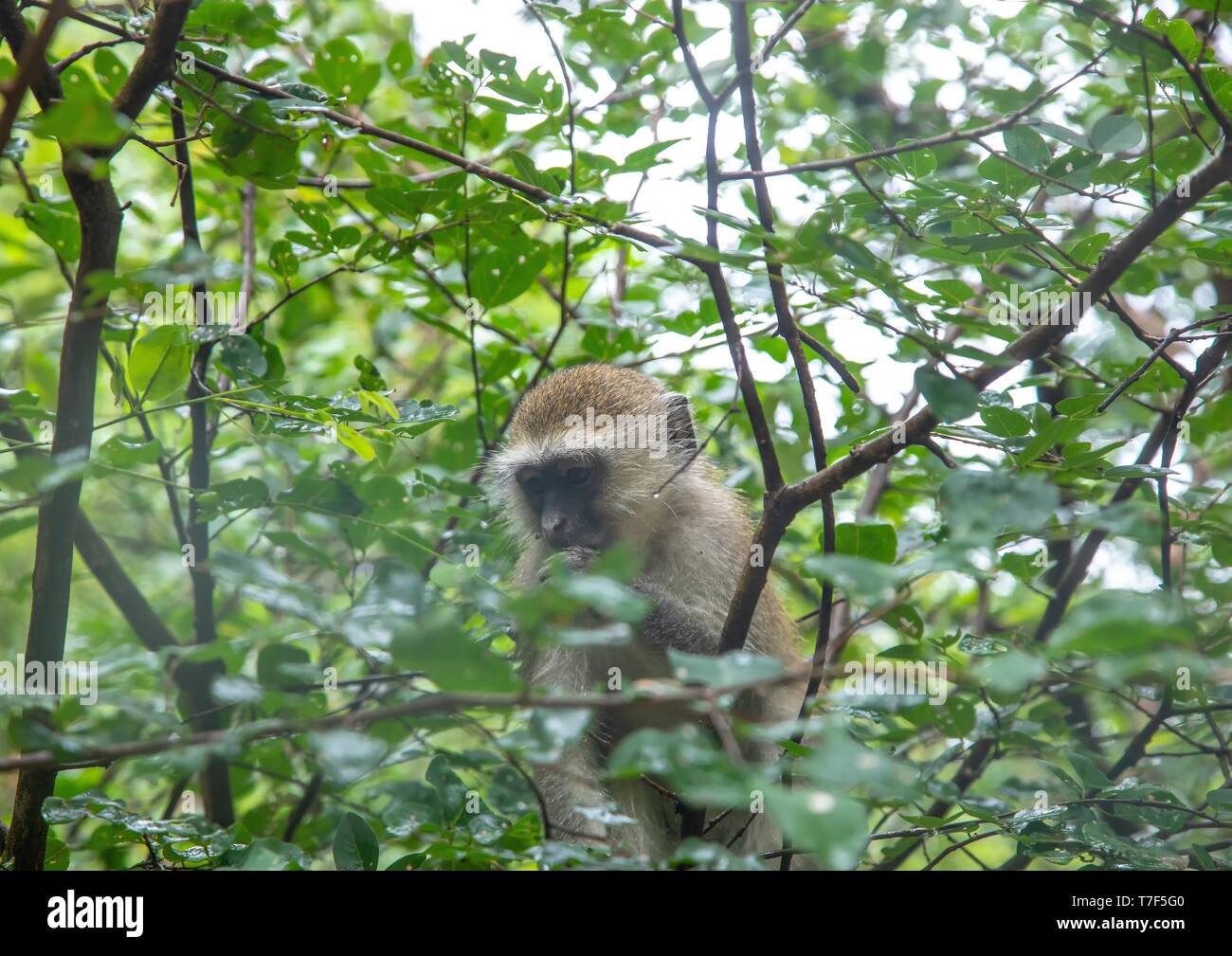 Monkey in a tree at Victoria Falls in Zimbabwe Stock Photo