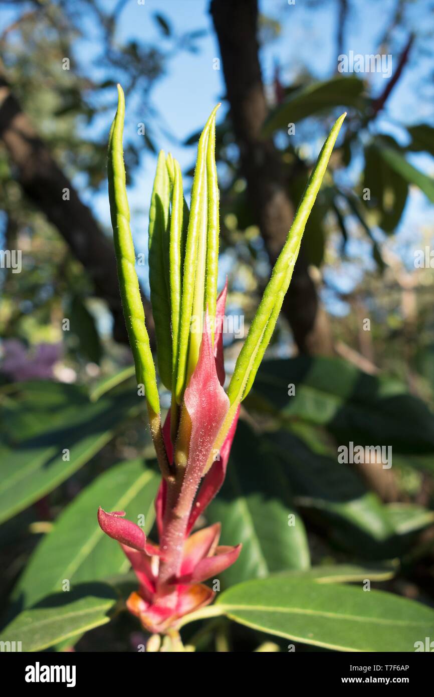 An unopened bud of a rhododendron flower, in Hendricks Park in Eugene