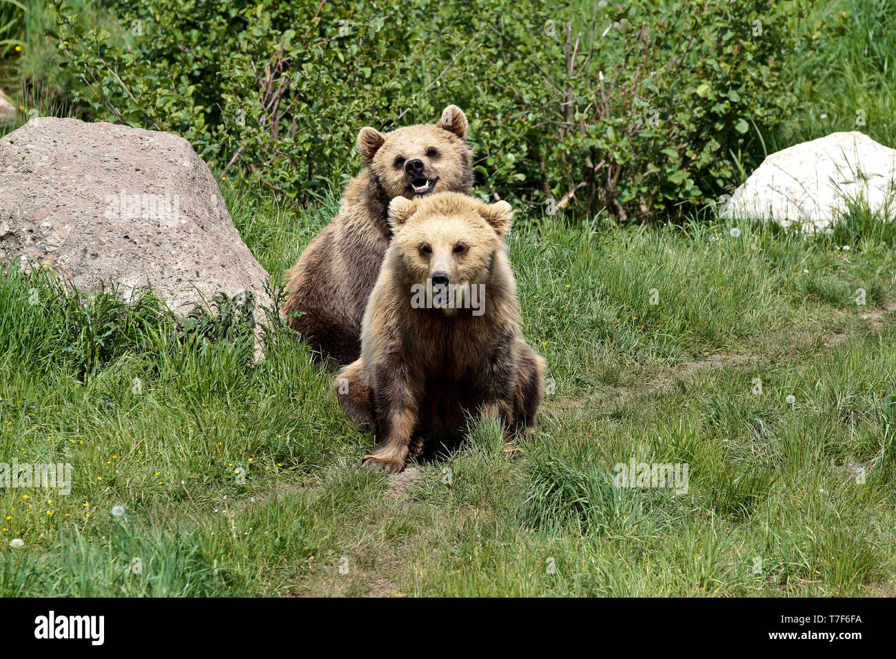 European brown bear, ursus arctos in a park in germany Stock Photo - Alamy