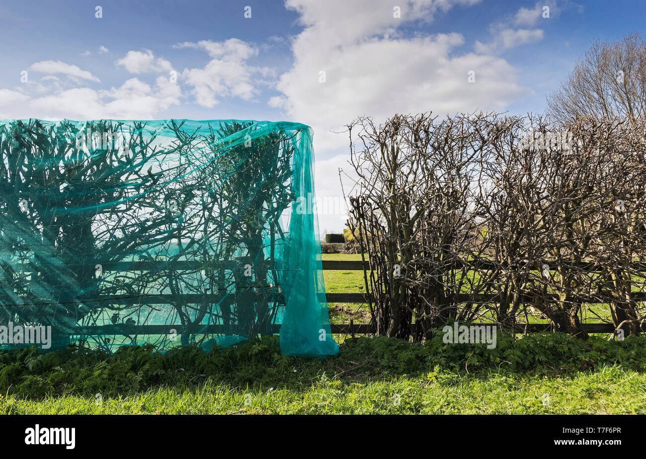 Netting placed over hedge to deter birds nesting but can trap and