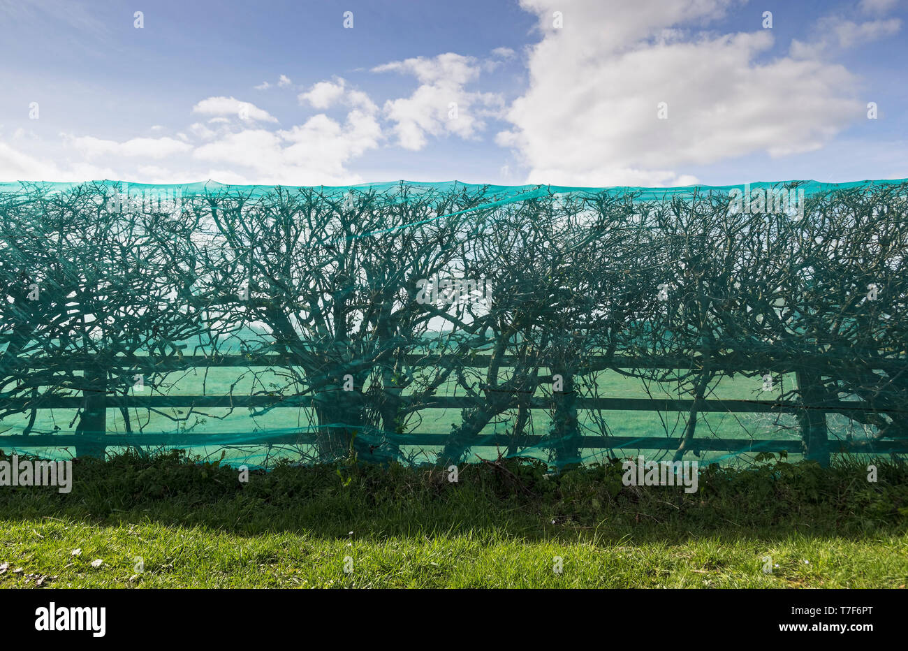 Netting placed over hedge to deter birds nesting but can trap and