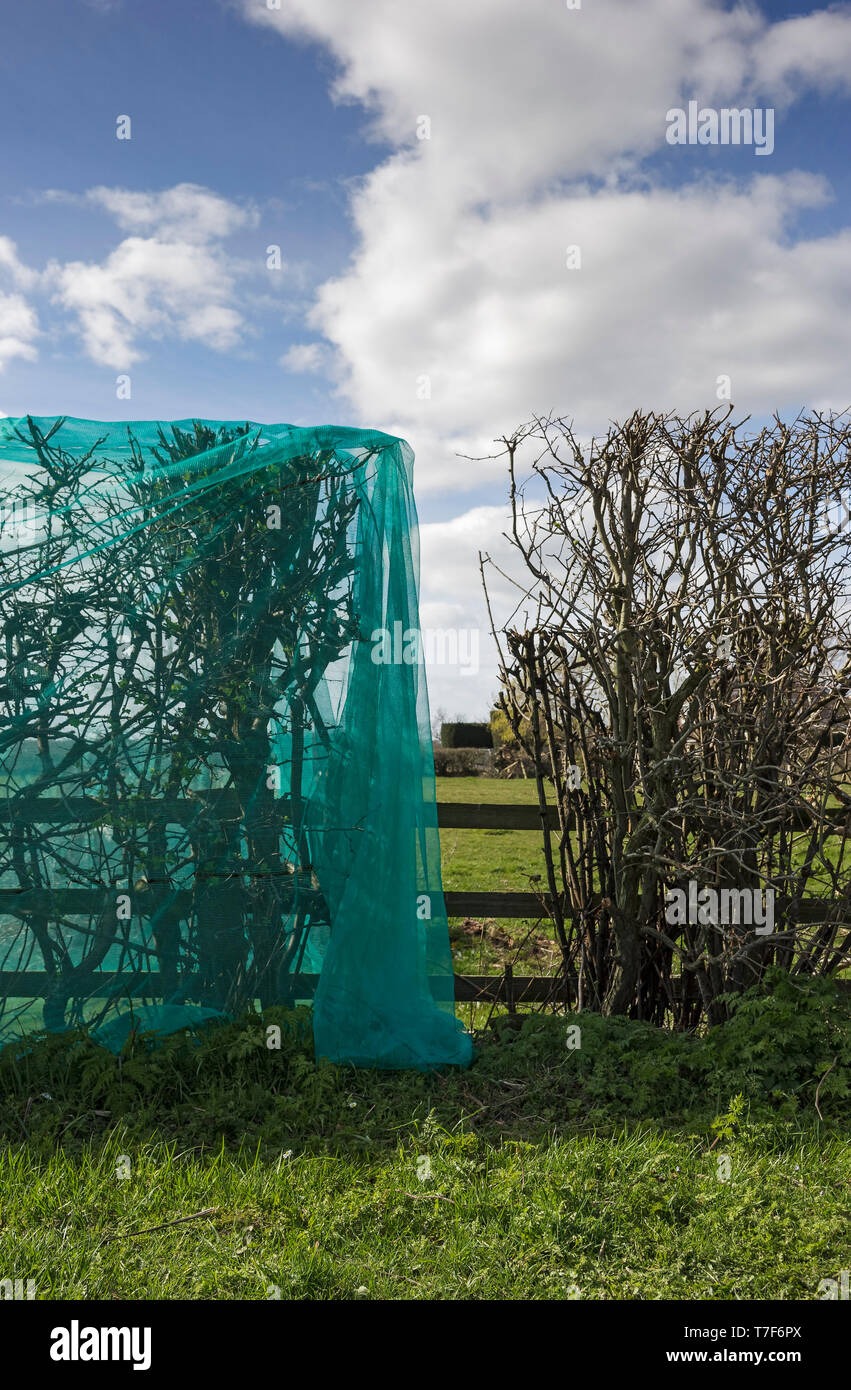 Hedgerow netting hires stock photography and images Alamy