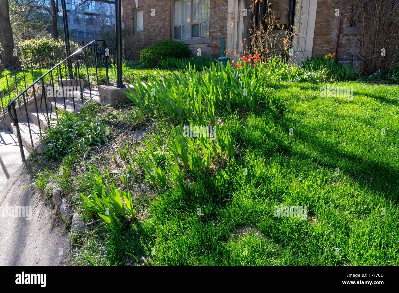 Downtown Toronto is awesome in the spring. Everything is blooming! Stock Photo