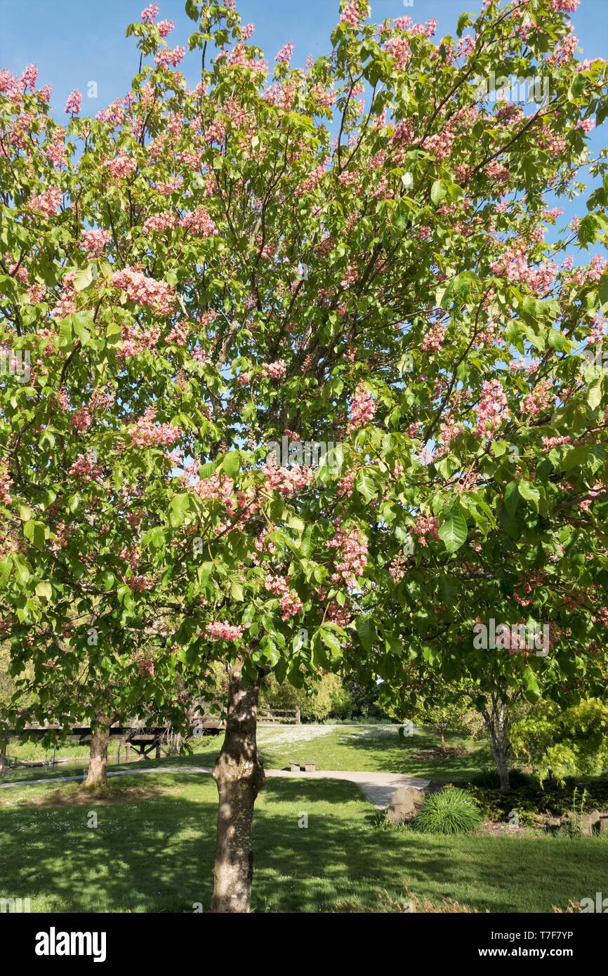 A red horsechestnut tree - Aesculus Carnea 'Briotii' - at Alton Baker Park in Eugene, Oregon, USA. Stock Photo