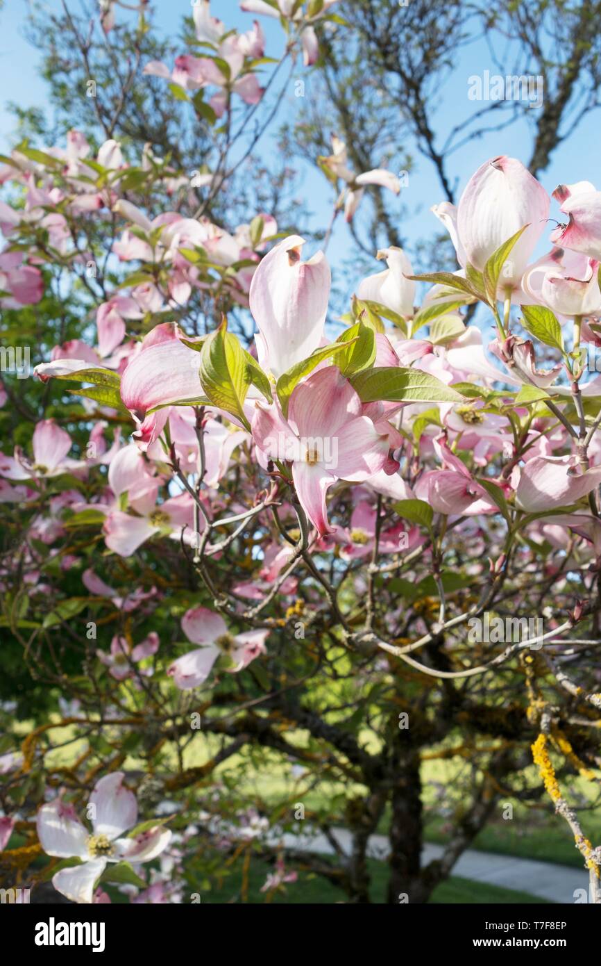 Blossoms on a Flowering Dogwood tree - Cornus Florida 'Rubra' - at Alton Baker Park in Eugene, Oregon, USA. Stock Photo