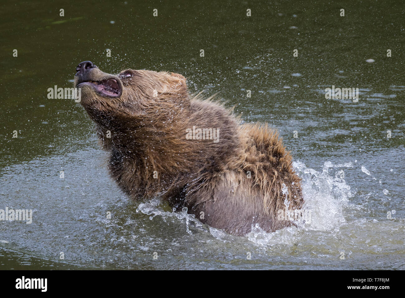 European brown bear, ursus arctos in a park in germany Stock Photo - Alamy