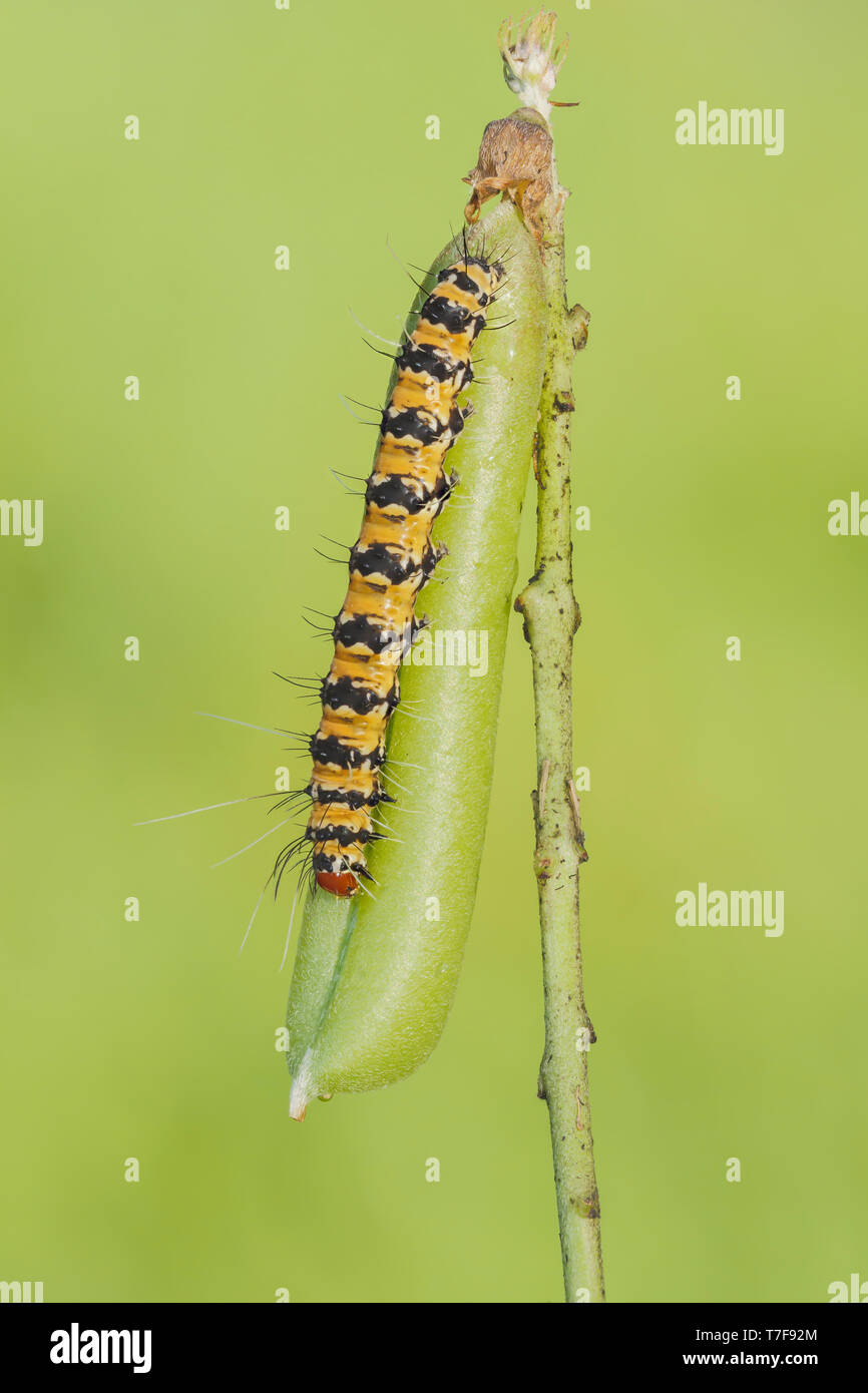 An Ornate Bella Moth (Utetheisa ornatrix) caterpillar feeds on a Rattlebox (Crotalaria sp.) pod. Stock Photo