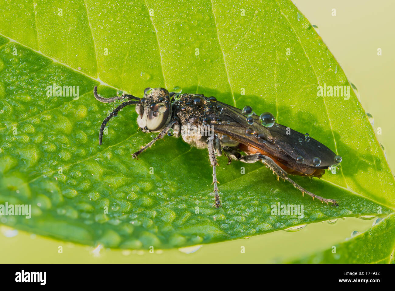 A dew-covered Square-headed Wasp (Larrini), possibly Larra bicolor. Stock Photo