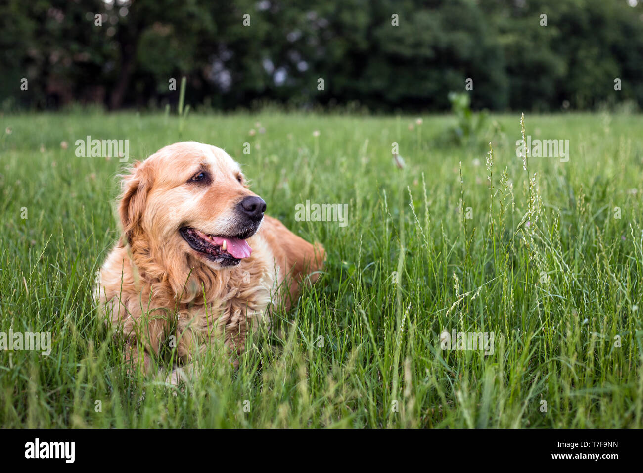 old golden retriever dog Stock Photo Alamy