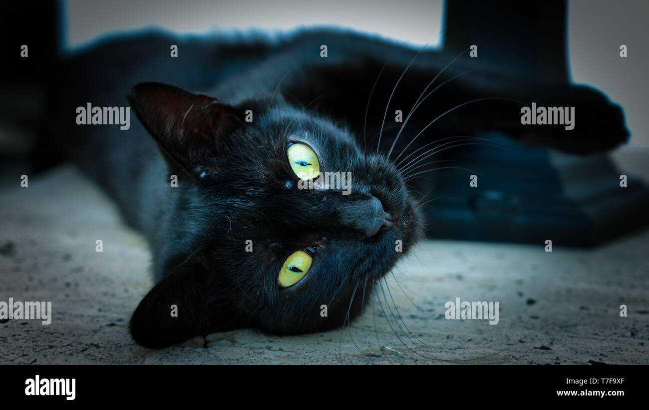 Black cat with green eyes lying on the floor looking at camera Stock ...