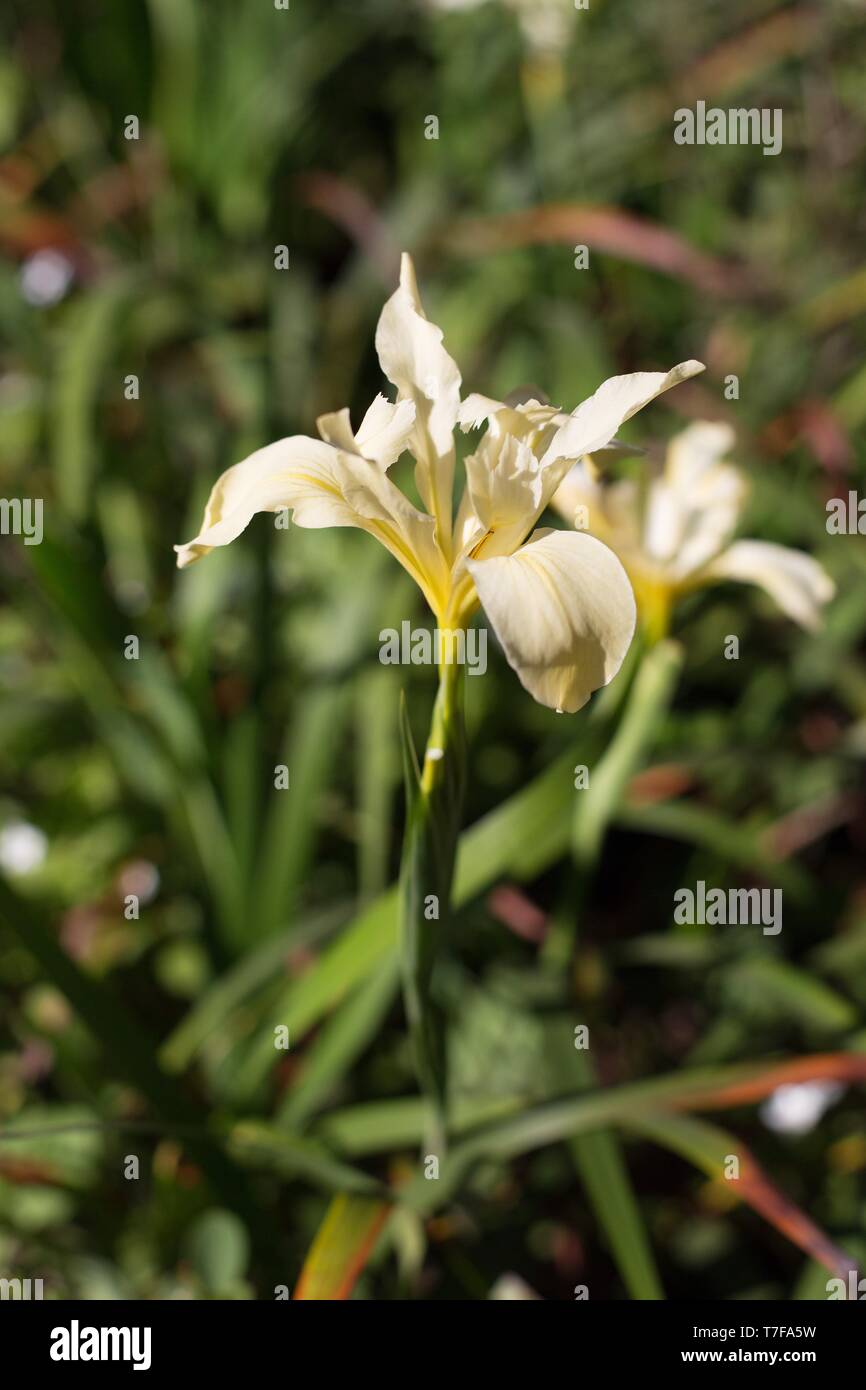 Long-tubed iris - iris chrysophylla hybrid - at Hendricks park in Eugene, Oregon, USA. Stock Photo