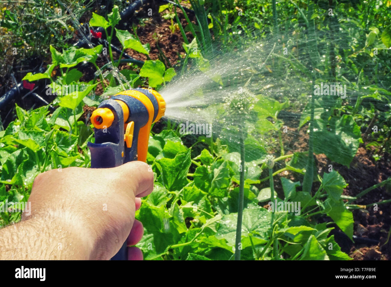 Garden gardening irrigation system hires stock photography and images
