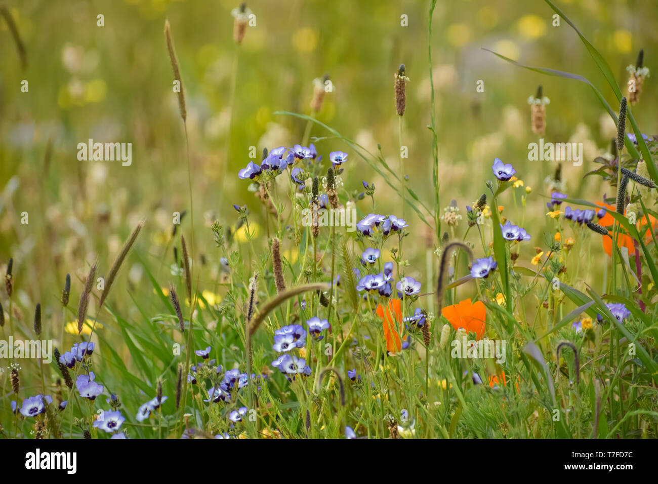 A field of California coastal wildflowers including poppies and purple Bird's Eye Gilia during the summer super bloom. Stock Photo