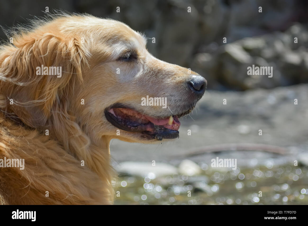 Close-up portrait of a smiling older Golden Retriever dog happily enjoying a sunny day on a beach near the water. Stock Photo