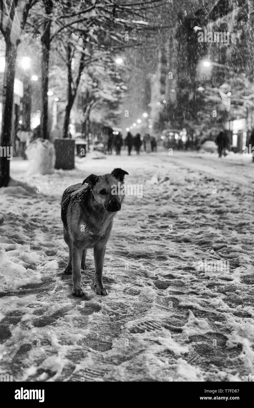 Cute dog in the snowy night Stock Photo