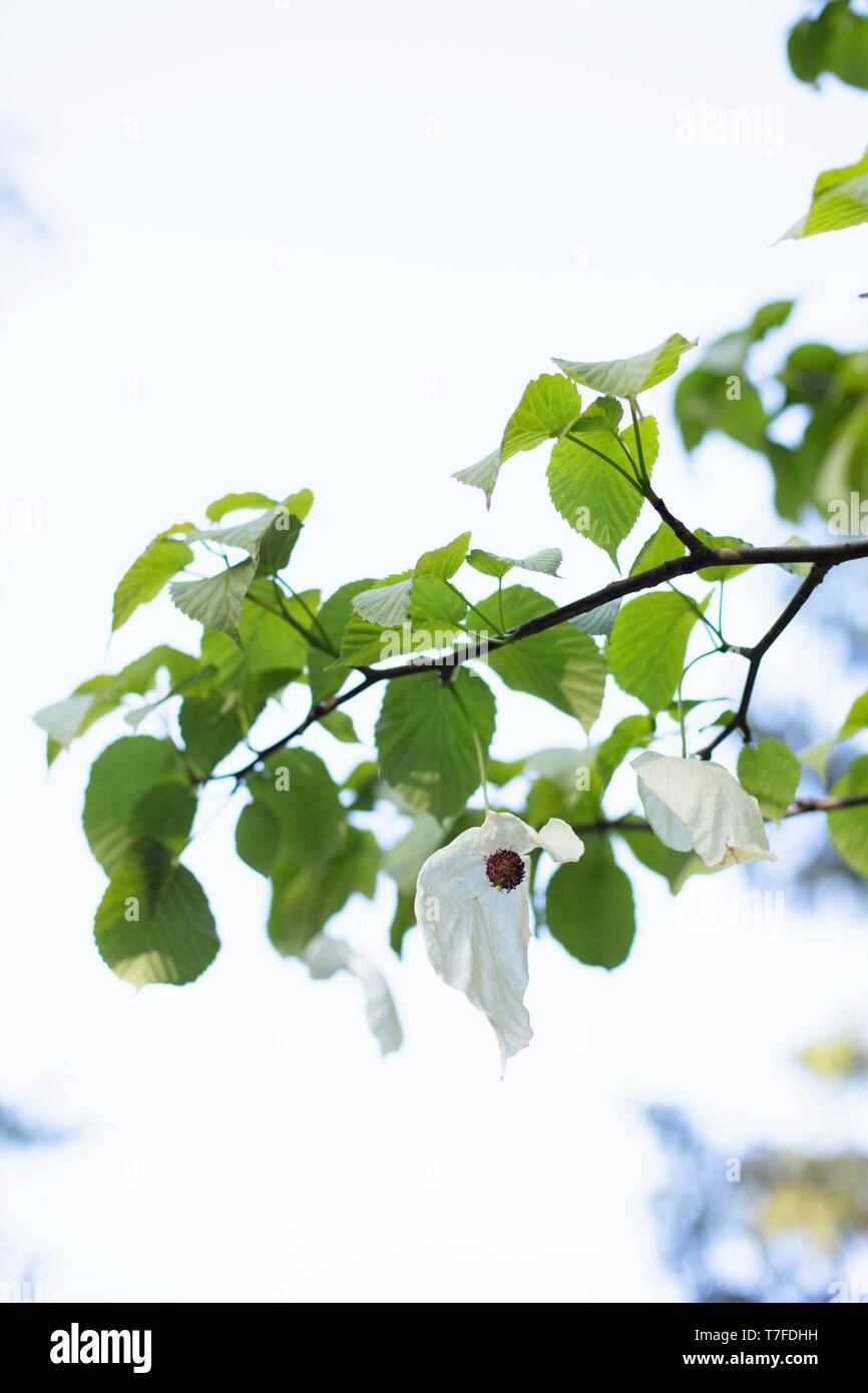 A dove tree Davidia involucrata at Hendricks park in Eugene, Oregon