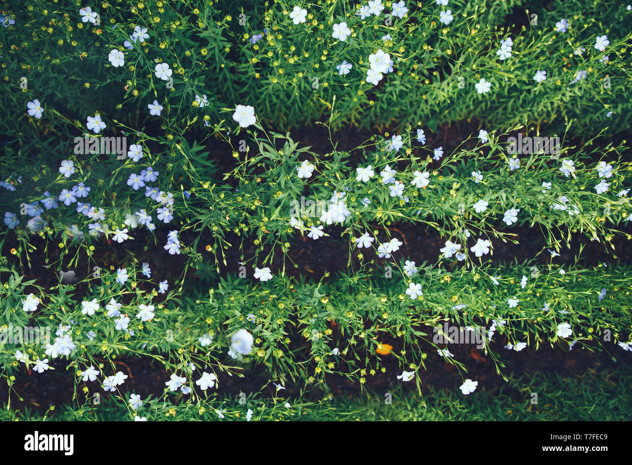 Blooming flax. A field with furrows. The concept of eco-friendly agriculture Stock Photo