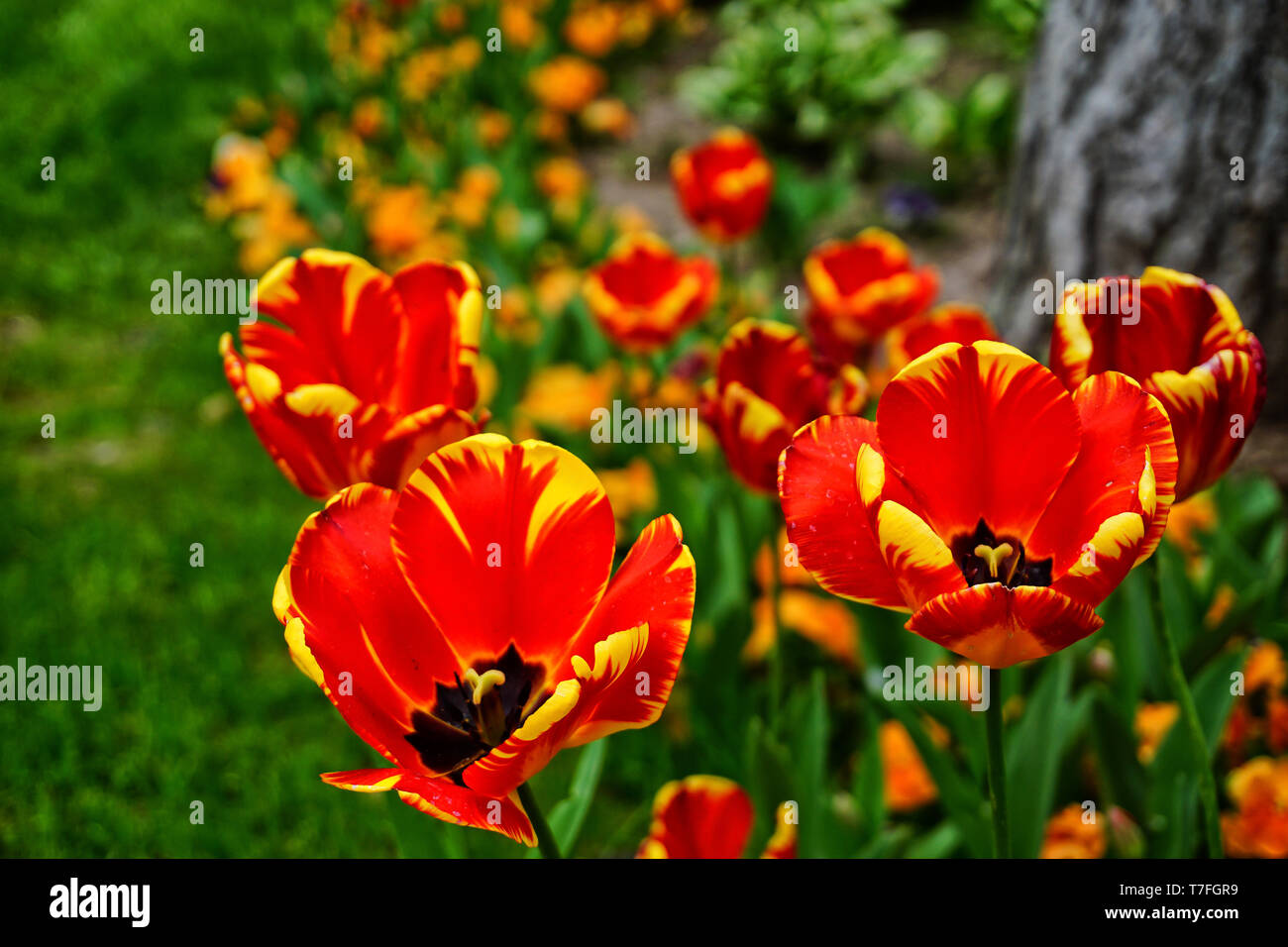Red tulips garden close up view Stock Photo