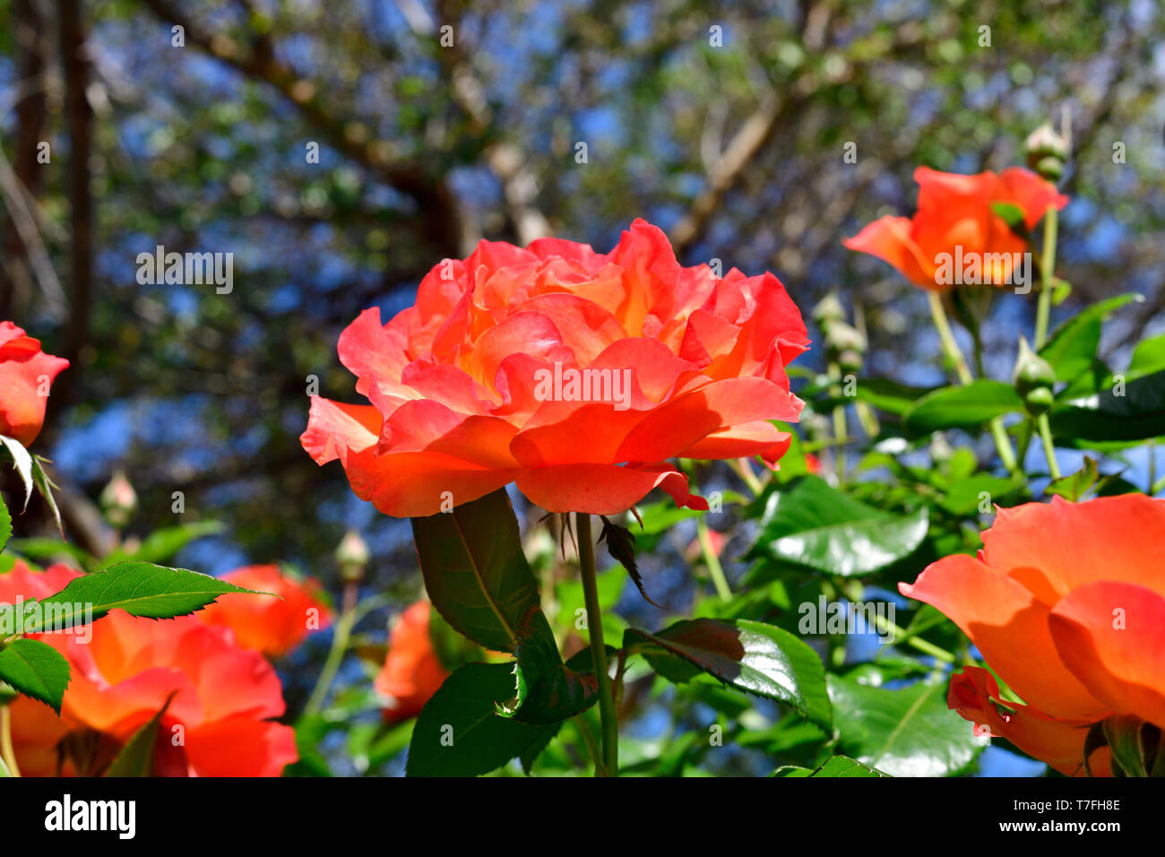 Colorful Spring Roses Stock Photo