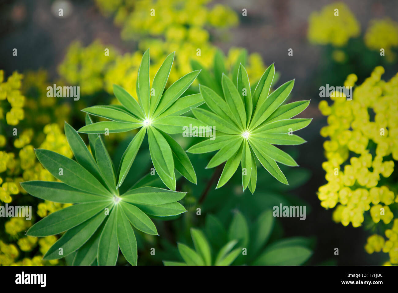Three rosette shape leaves and yellow tiny flowers. Composition of plants in the garden. Vegetative background theme. Shades of green. Stock Photo