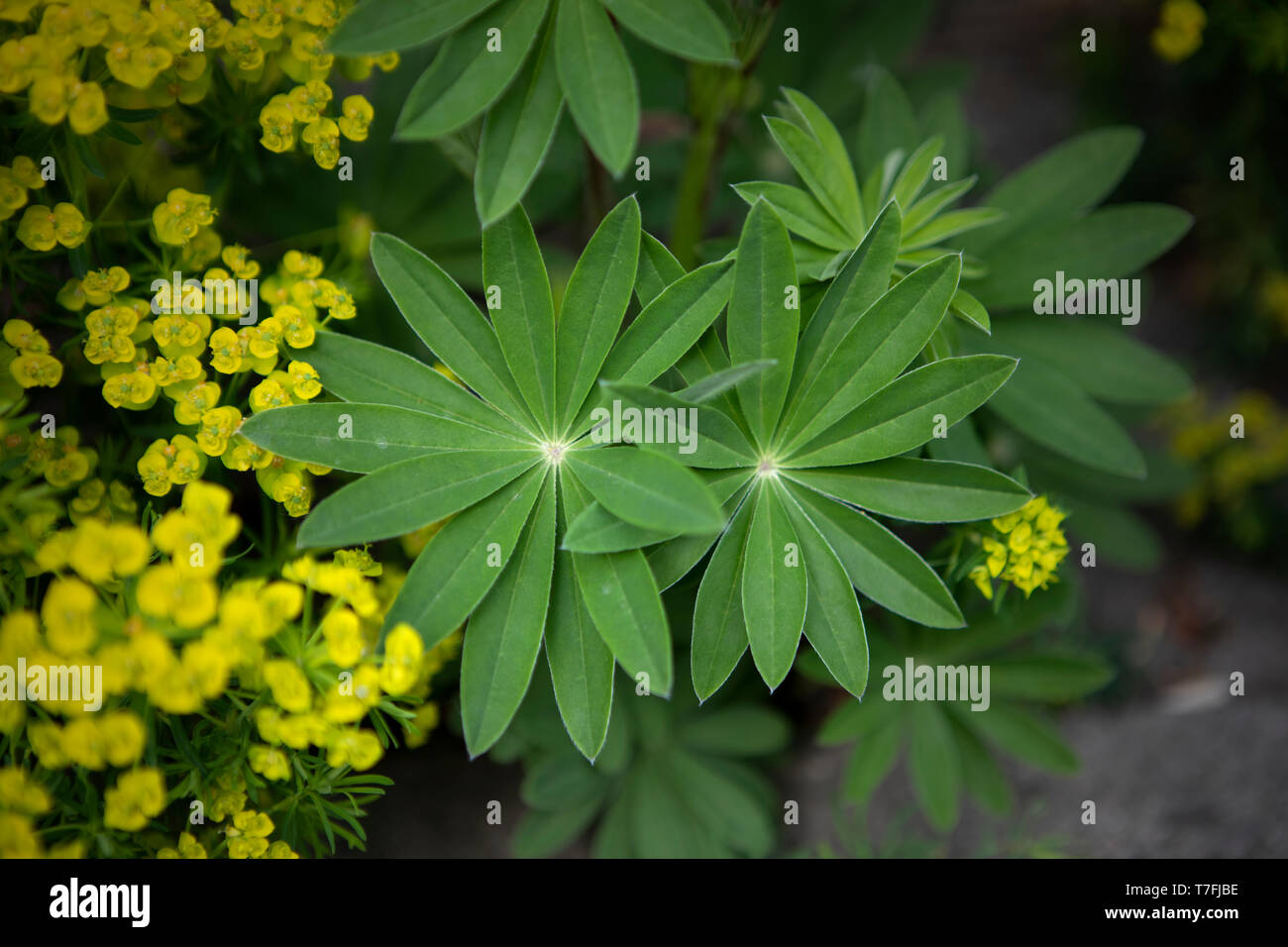 Two rosette shape lupin leaves and yellow tiny flowers. Abstract composition of plants in the garden. Leaves background. Shades of green. Stock Photo