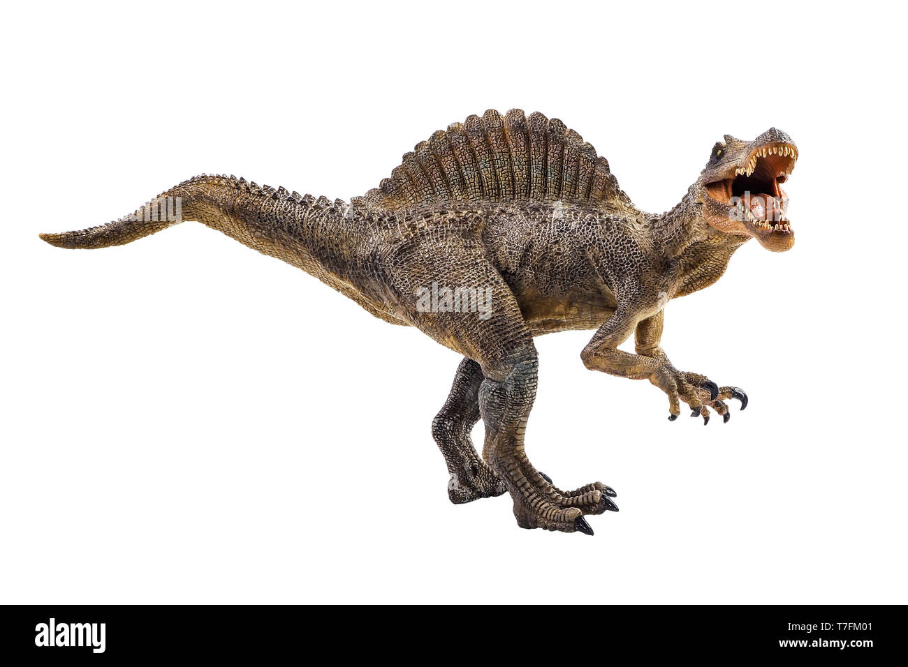 Spinosaurus ,dinosaur on white background Stock Photo - Alamy