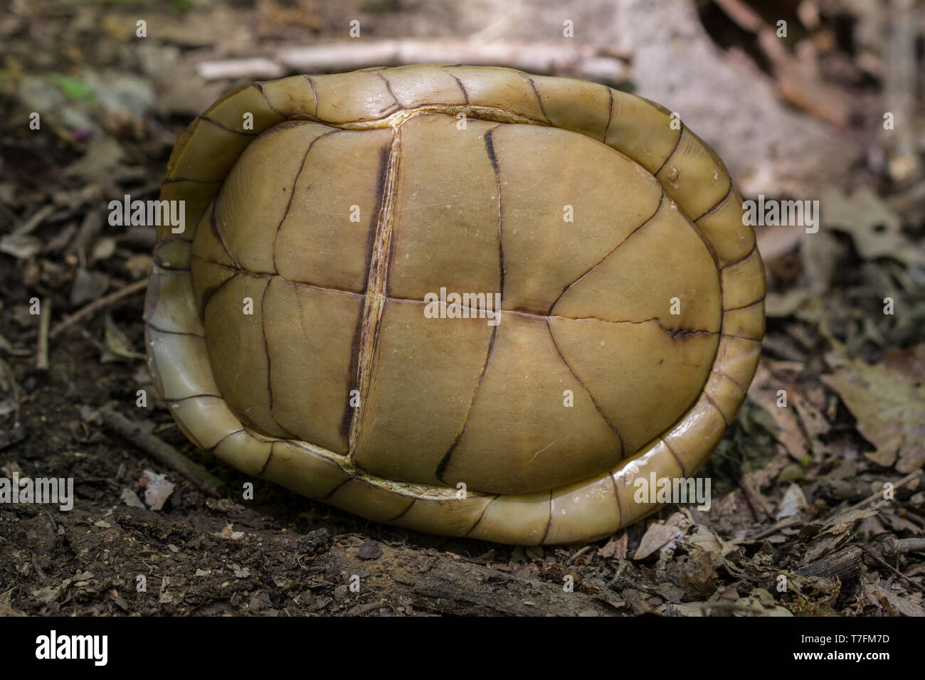 An adult male Threetoed Box Turtle (Terrapene carolina triungis) from