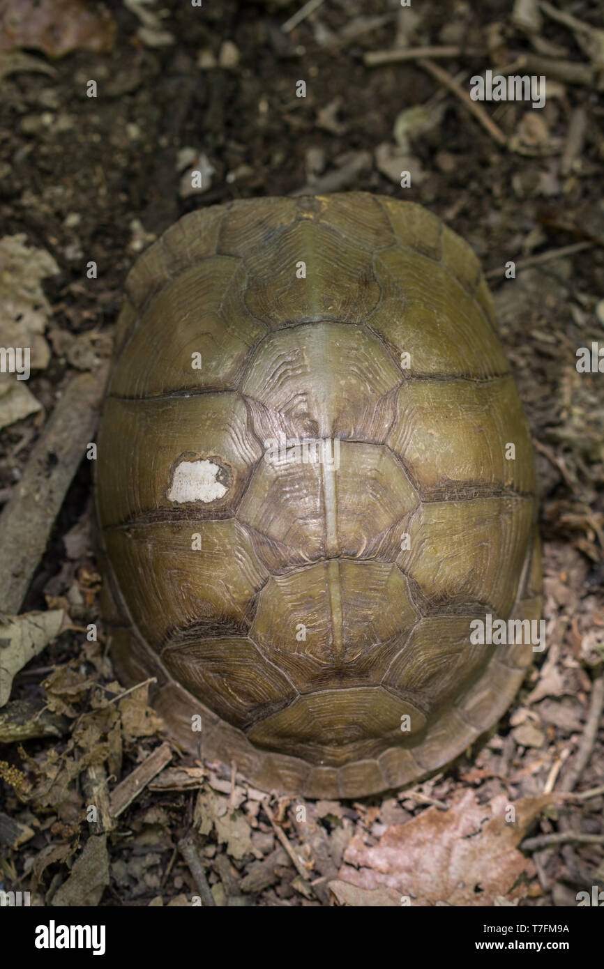 Dorsal carapace hi-res stock photography and images - Alamy