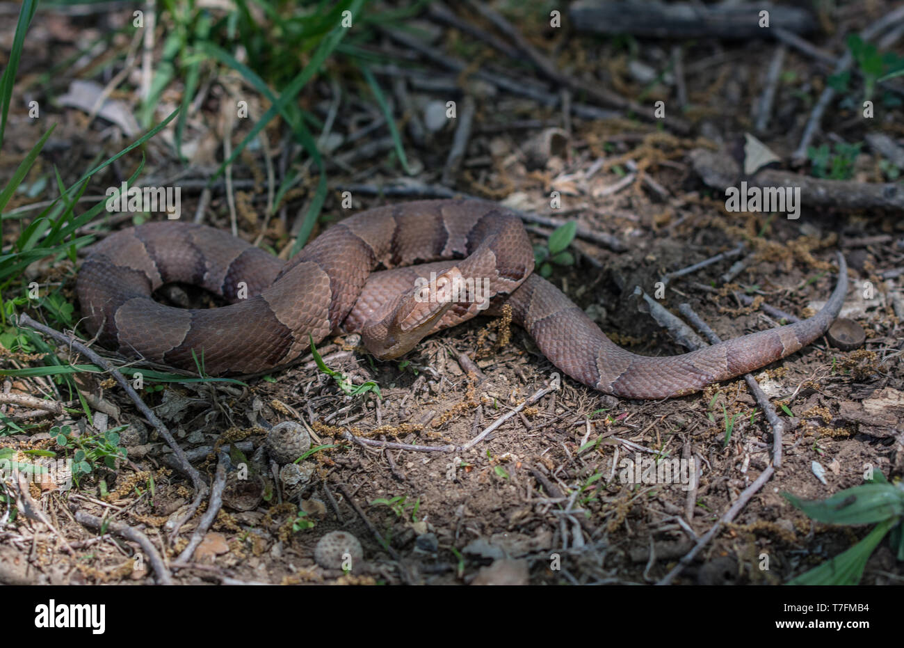 Broad banded copperhead snake hires stock photography and images Alamy