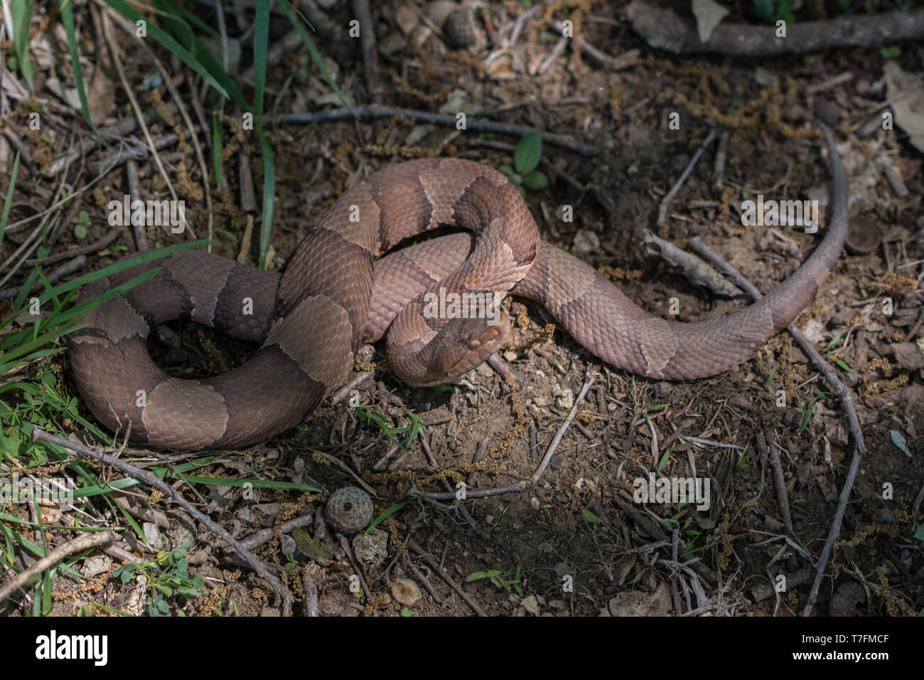 Copperhead (Agkistrodon contortrix/laticinctus complex) from Chatauqua County, Kansas, USA. Stock Photo